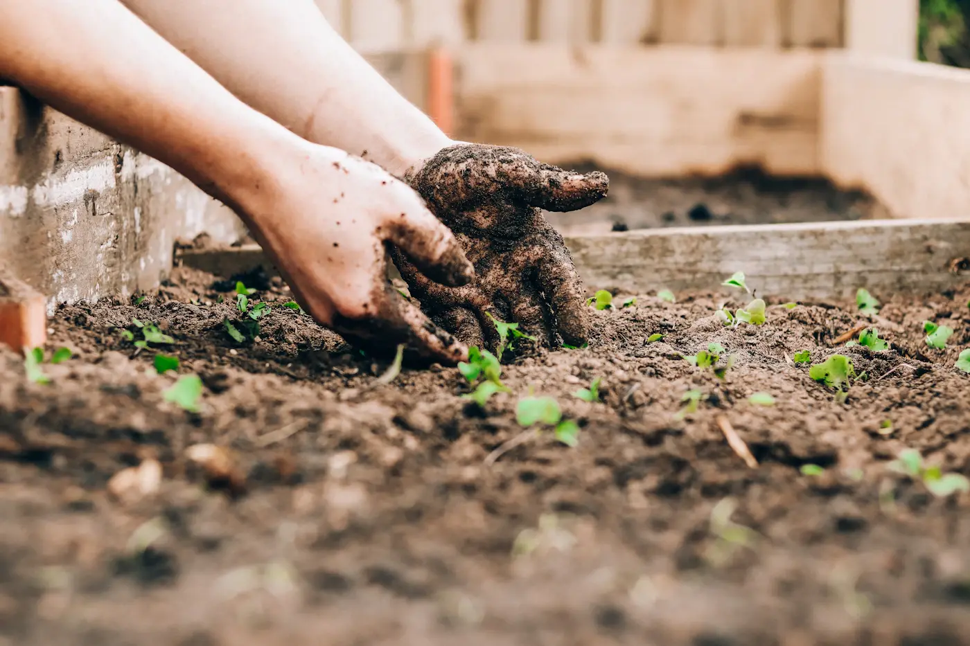 Hands planting young seedlings in garden soil